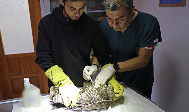 Antalya Büyükşehir Belediyesi yaralı yaban hayvanlarını tedavi ediyor