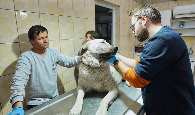 Depremzede köpek İzmir'de yaşayacak