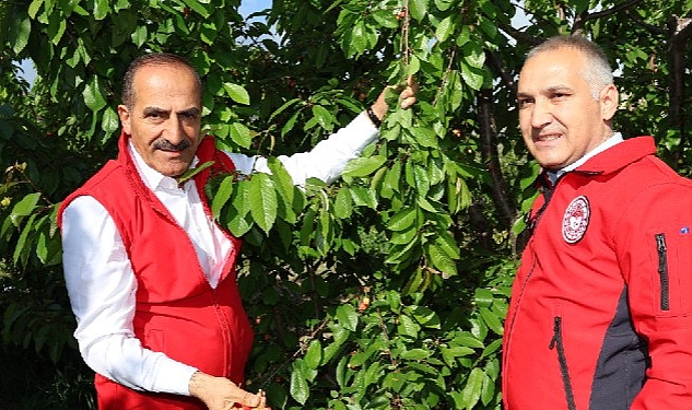 2023'ün ilk kirazı hasat edildi: Kirazda rekorlar kırdığımız bir yıl olacak