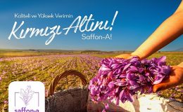 Türkiye'de bir ilk; safran üretim girişimi fonlanıyor