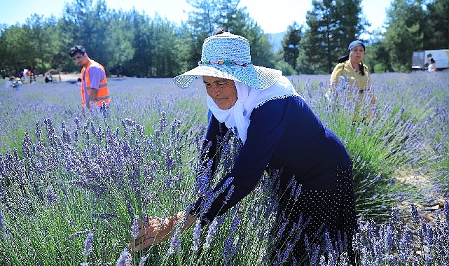 Muğla Büyükşehir Koku Vadisi'nde Lavanta Şenliği Düzenliyor