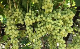 Superior Seedless Çeşidi Sofralık Üzümün ihracat yolculuğu başladı