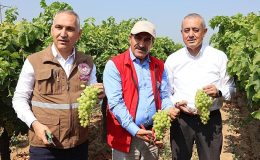 Yaş üzümde 200 milyon dolar aşılacak