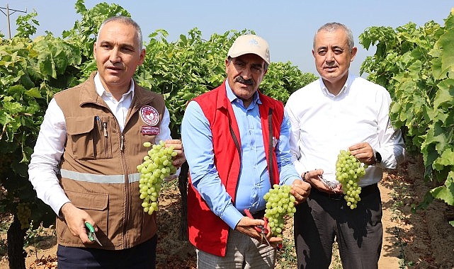 Yaş üzümde 200 milyon dolar aşılacak