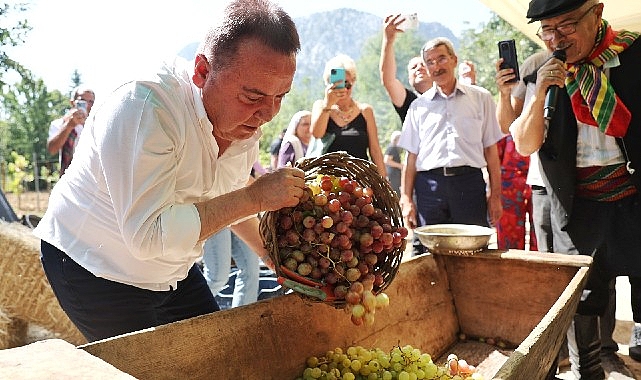 Antalya Gastronomi Festivali'nin İkinci Gününde Mor Üzüm Hasadı