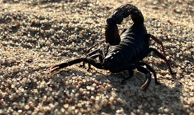 &apos;Afrika'nın Ölümcül Avcıları: Beklenmedik Katiller Özel' National Geographic WILD Ekranlarında!